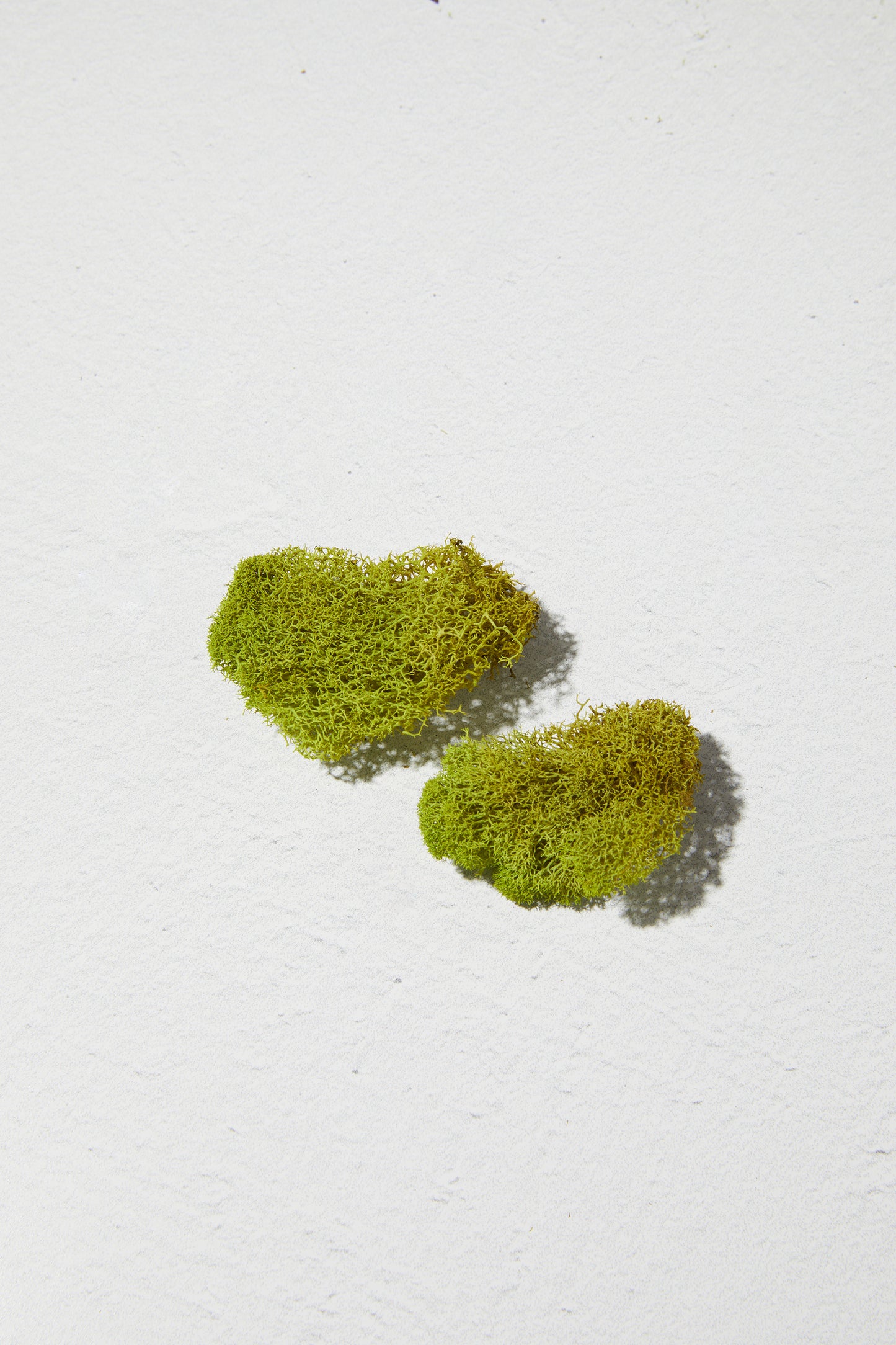 Reindeer Moss Chartreuse