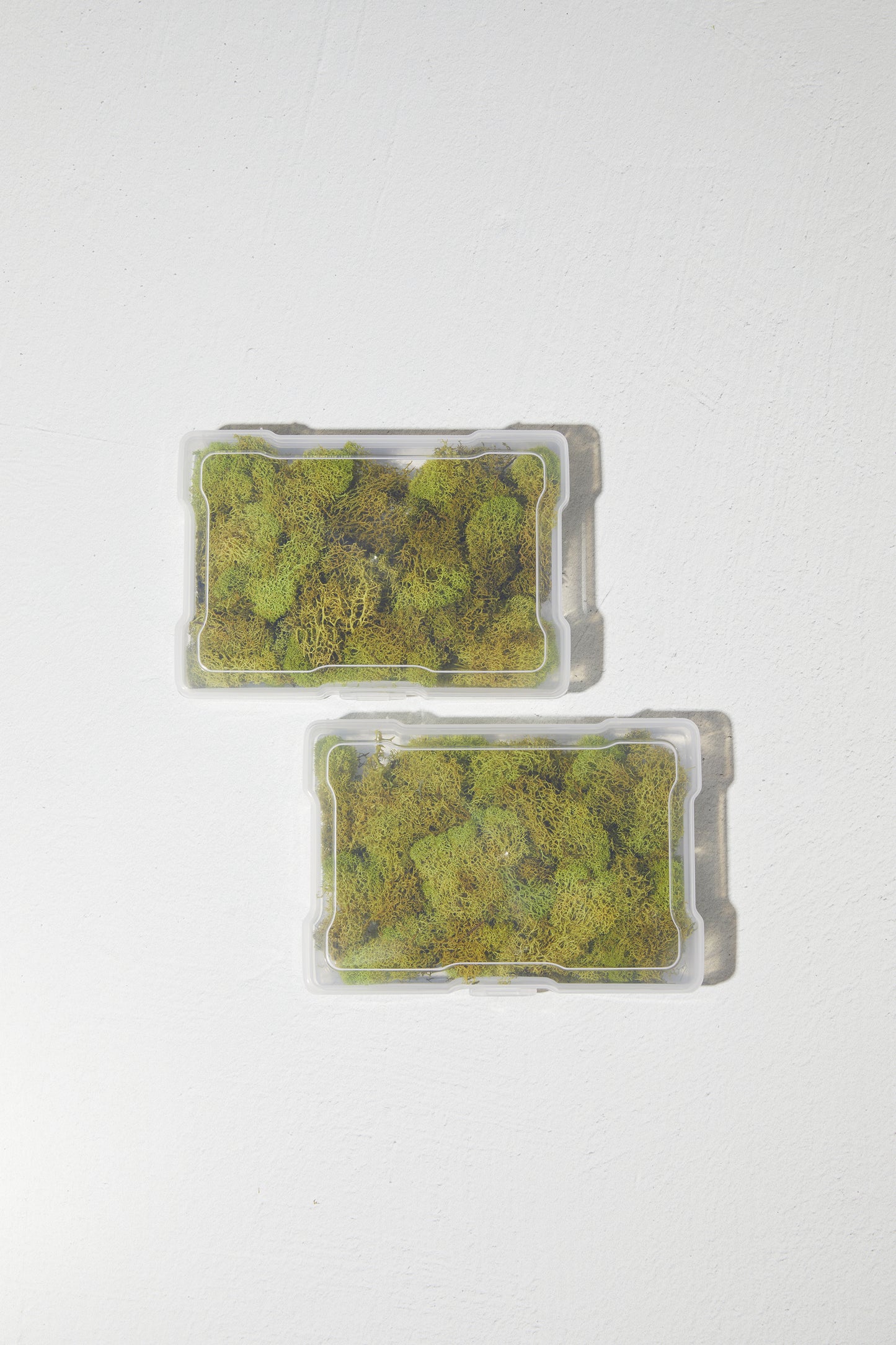 Reindeer Moss Chartreuse