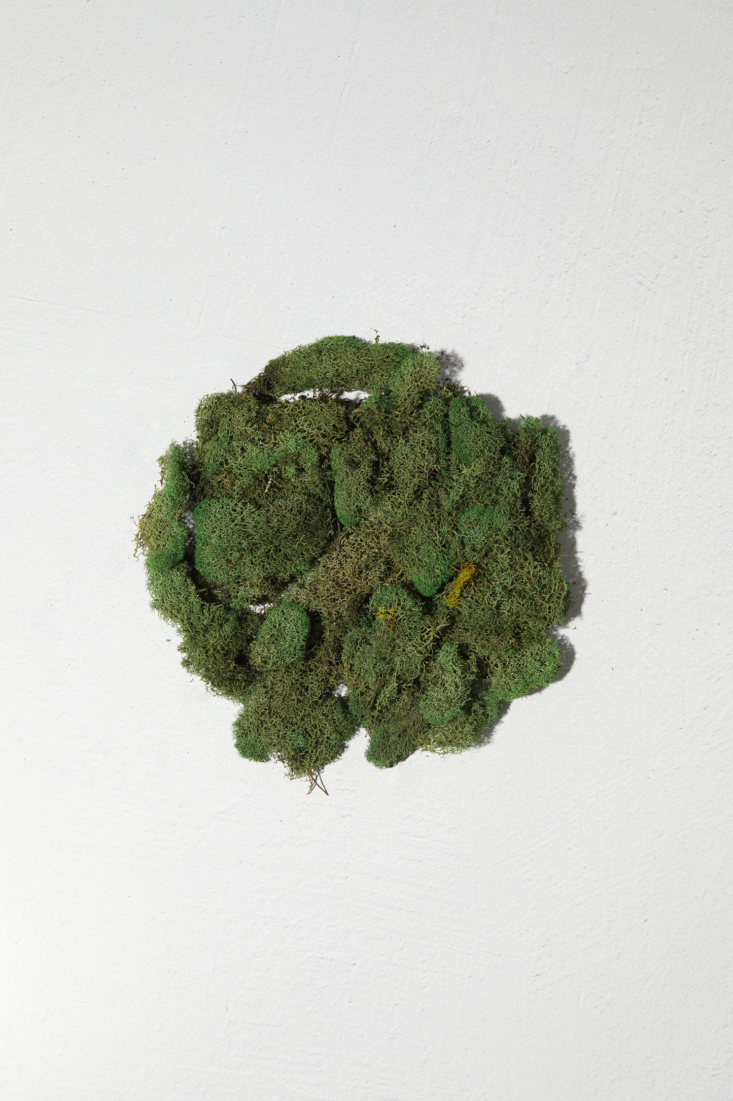 Reindeer Moss Basil