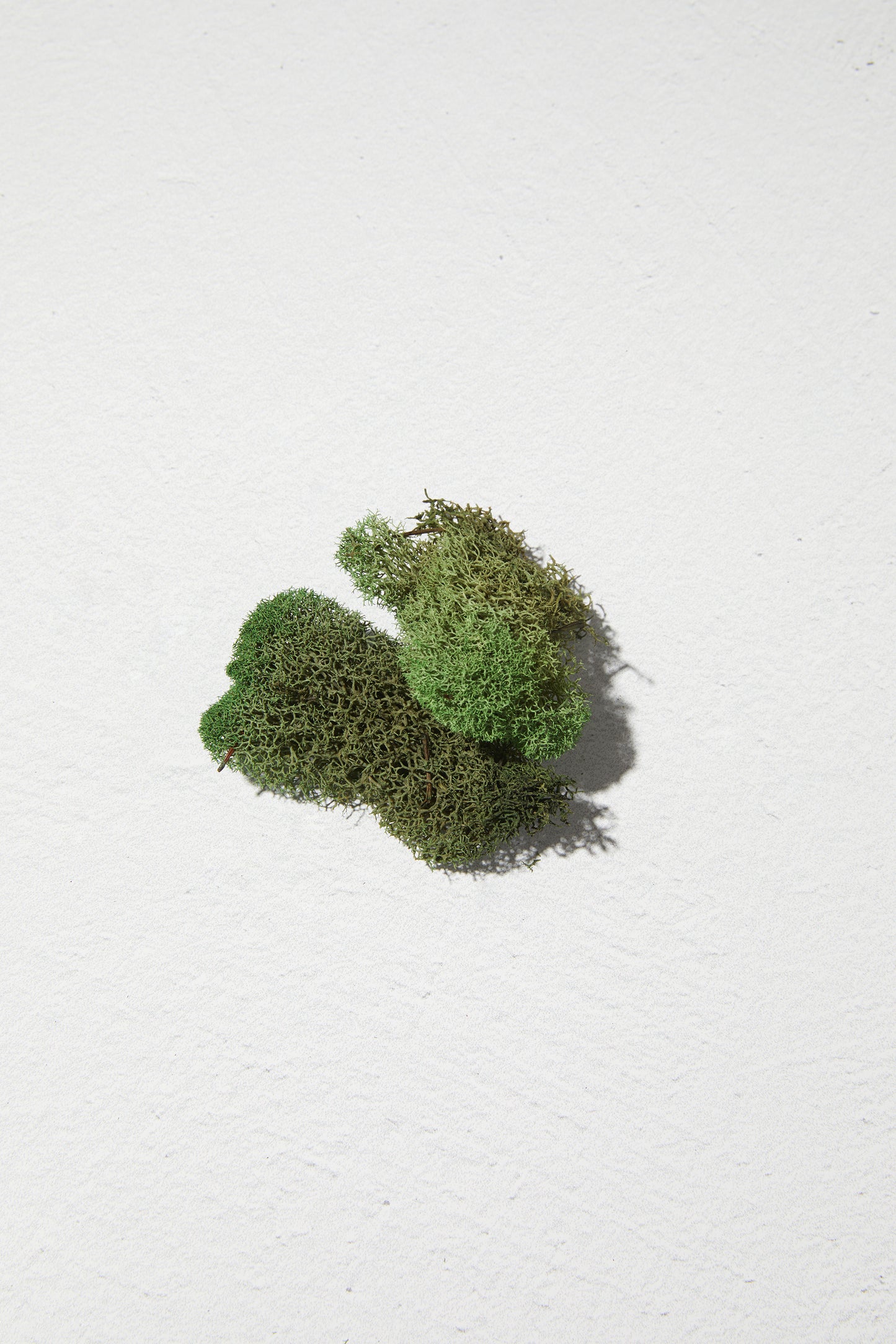 Reindeer Moss Basil