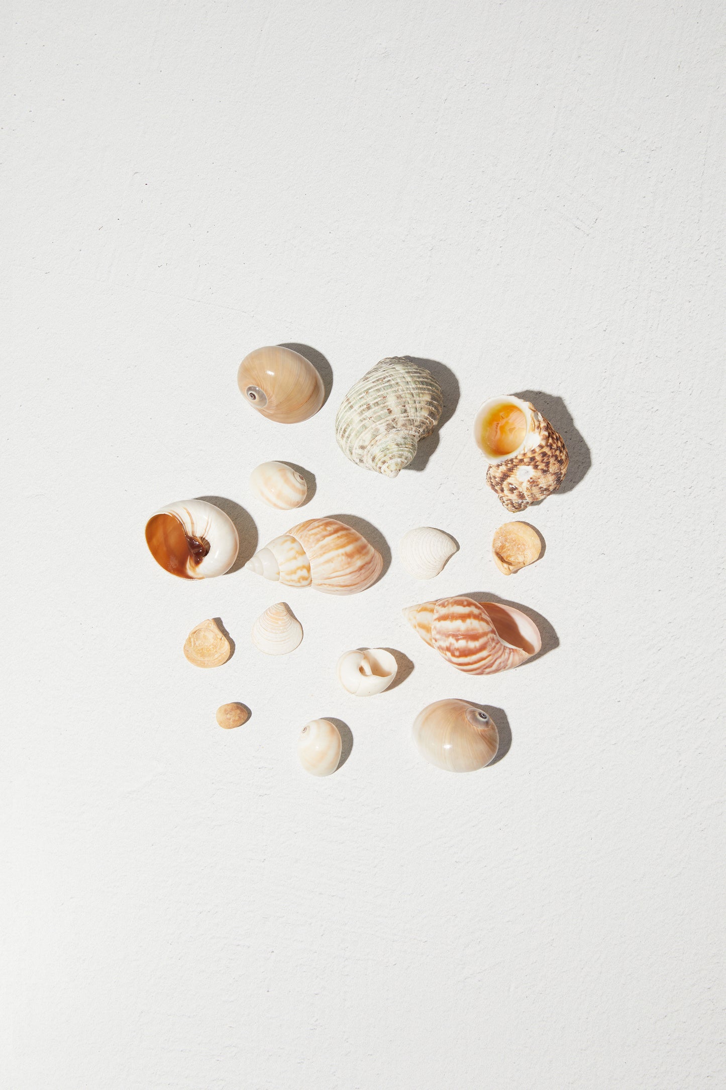 Assorted Sea shells