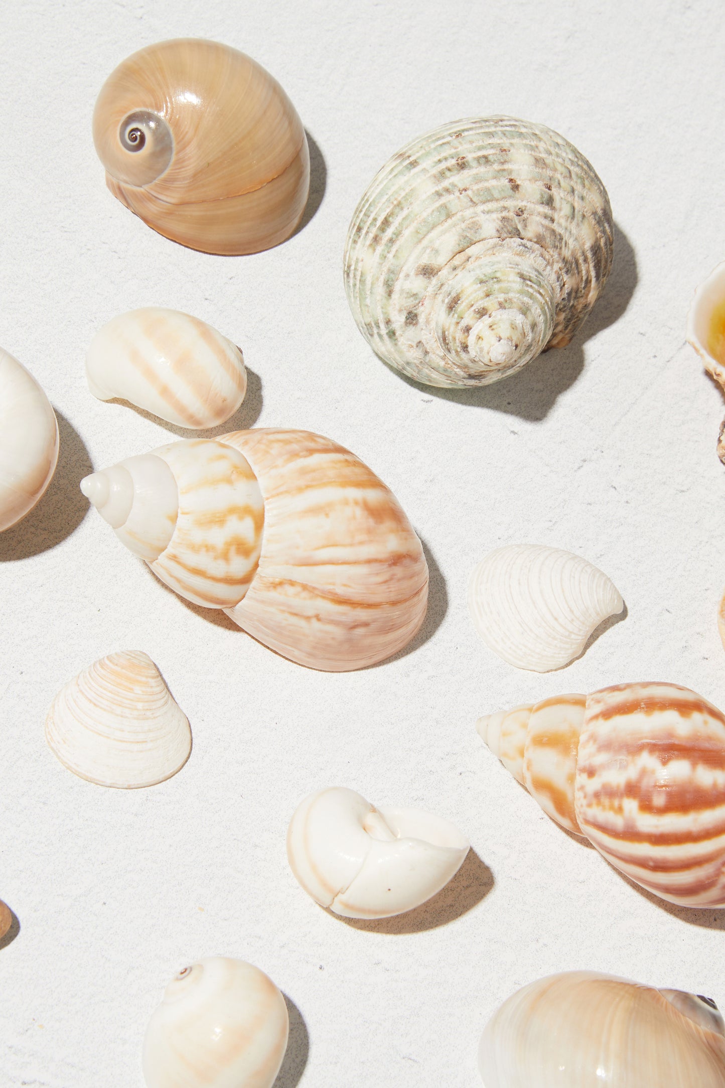 Assorted Sea shells