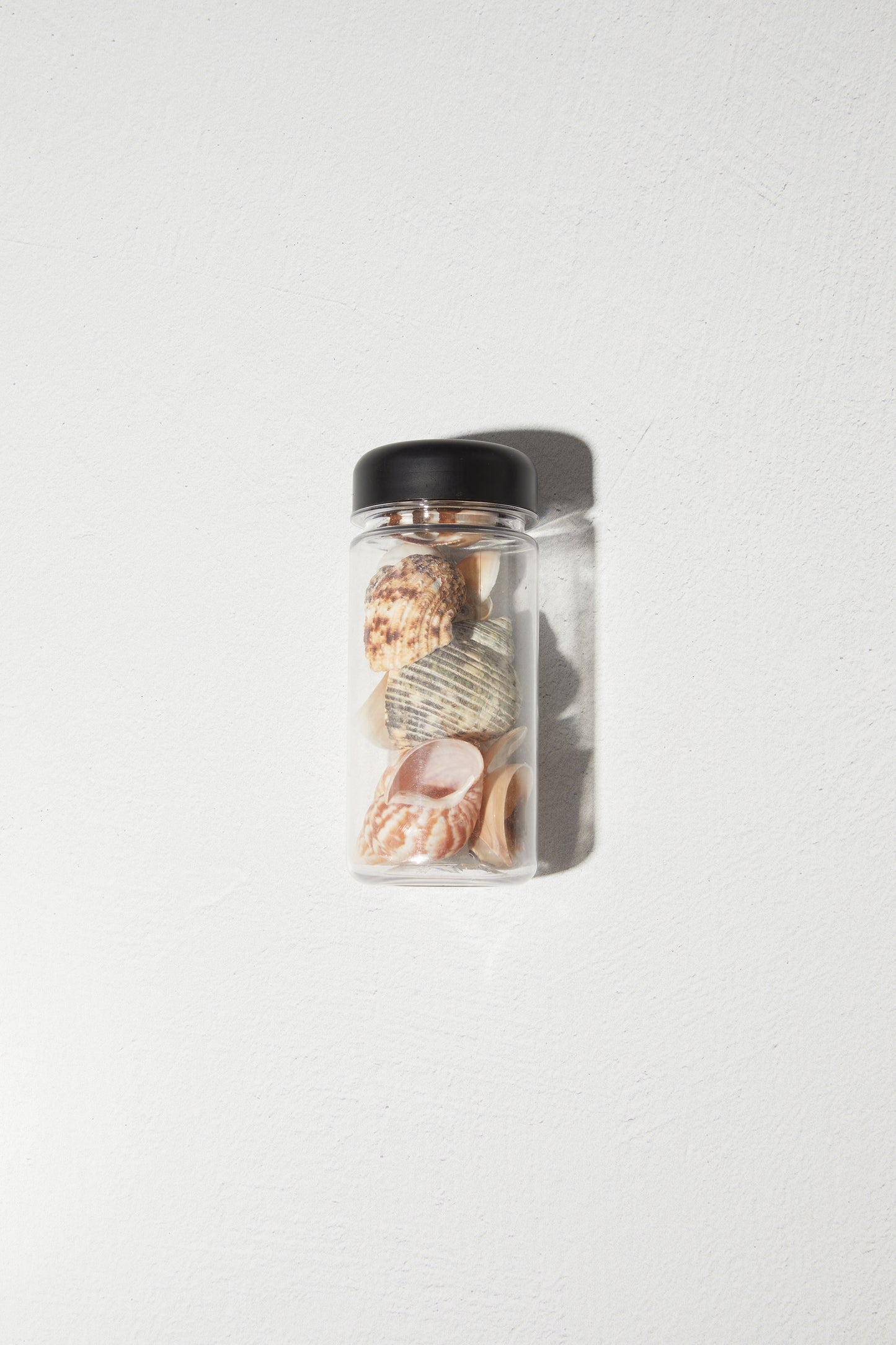 Assorted Sea shells