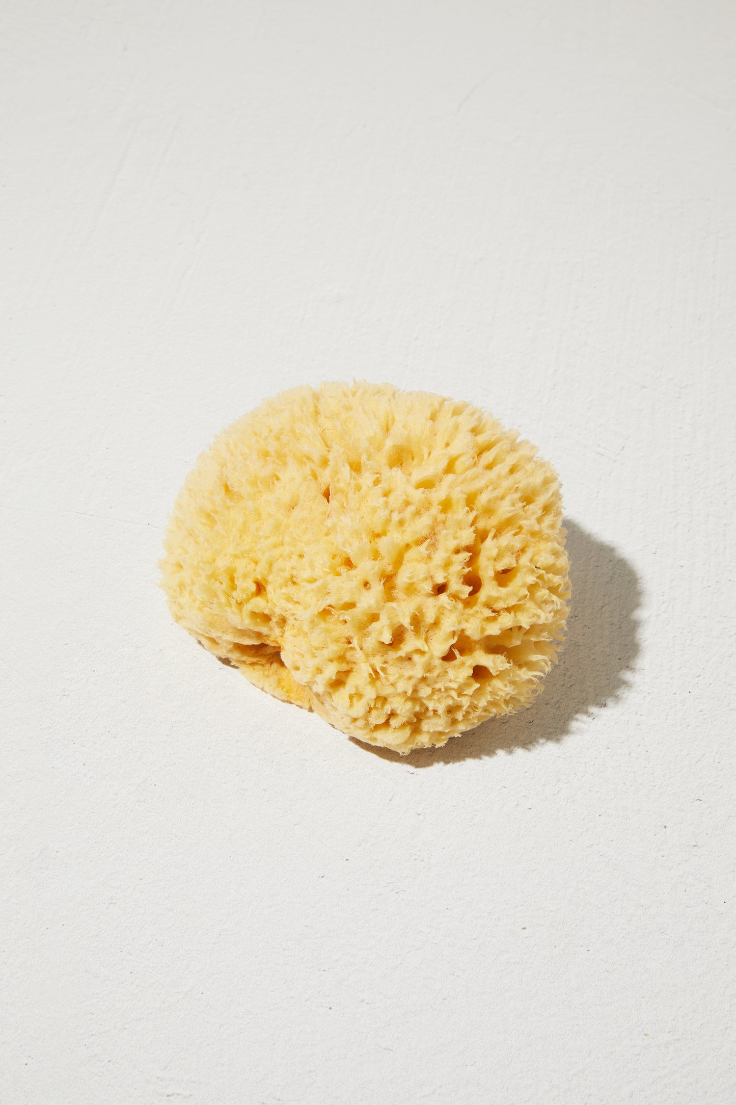 Sea Sponge - Large