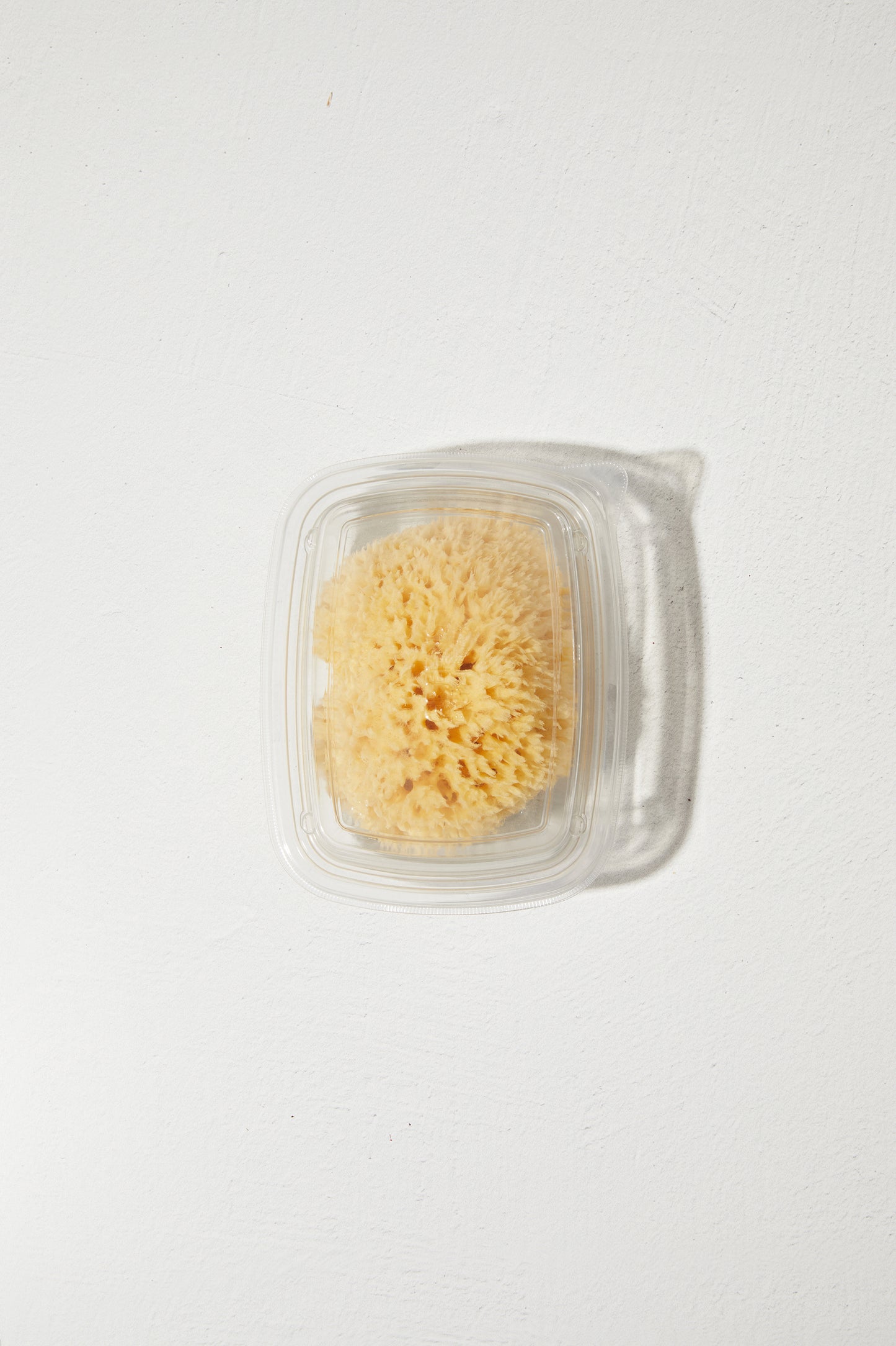Sea Sponge - Large