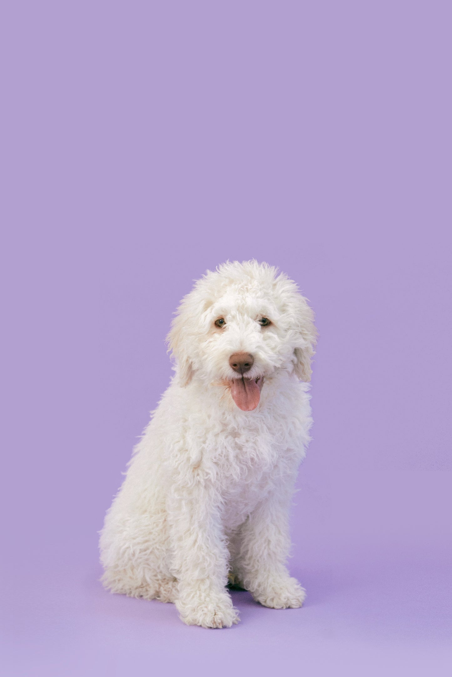 Four Legged Friend - Plain