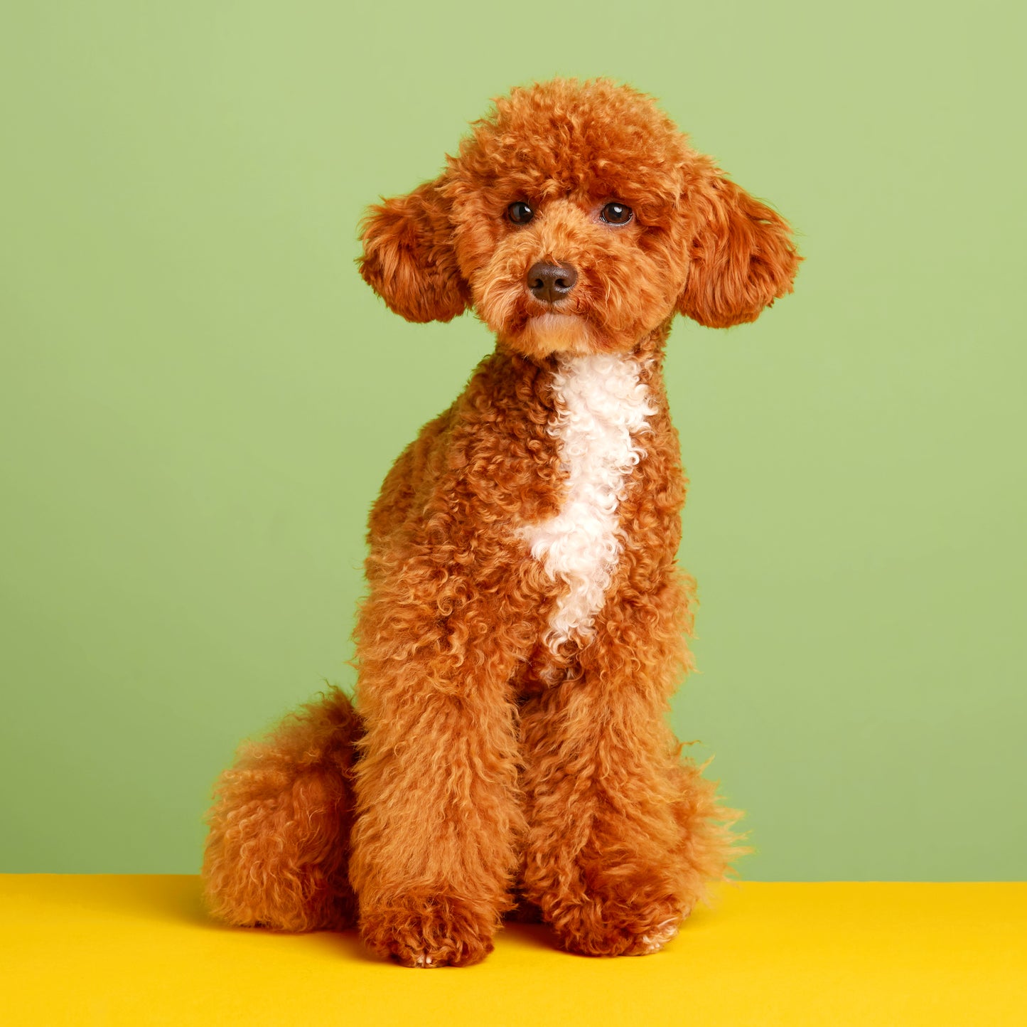 Four Legged Friend - Plain
