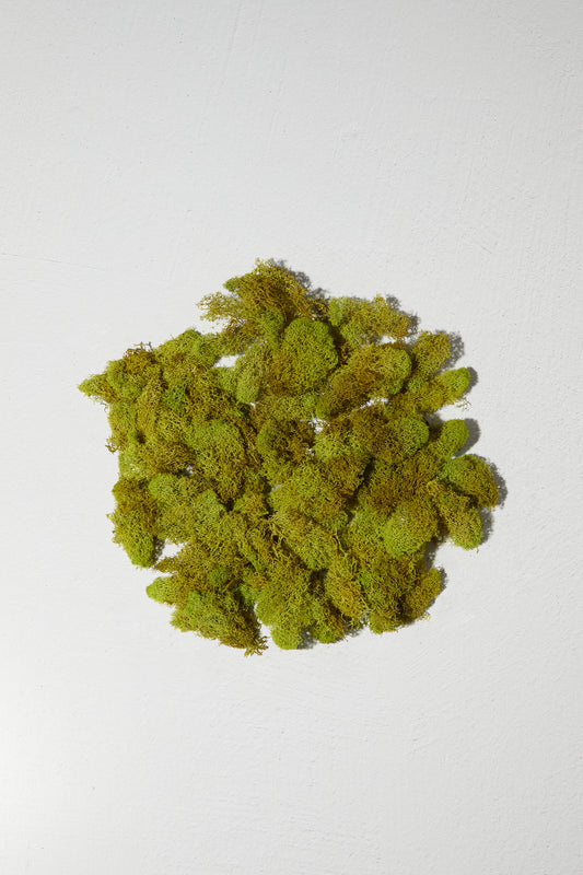 Reindeer Moss Chartreuse