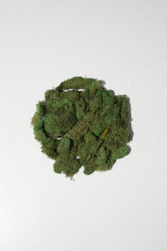 Reindeer Moss Basil