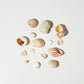 Assorted Sea shells