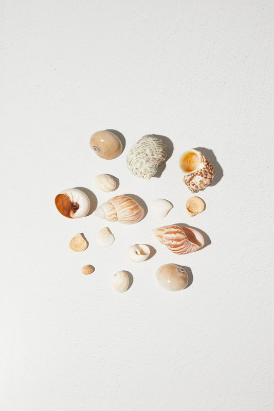 Assorted Sea shells