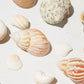 Assorted Sea shells