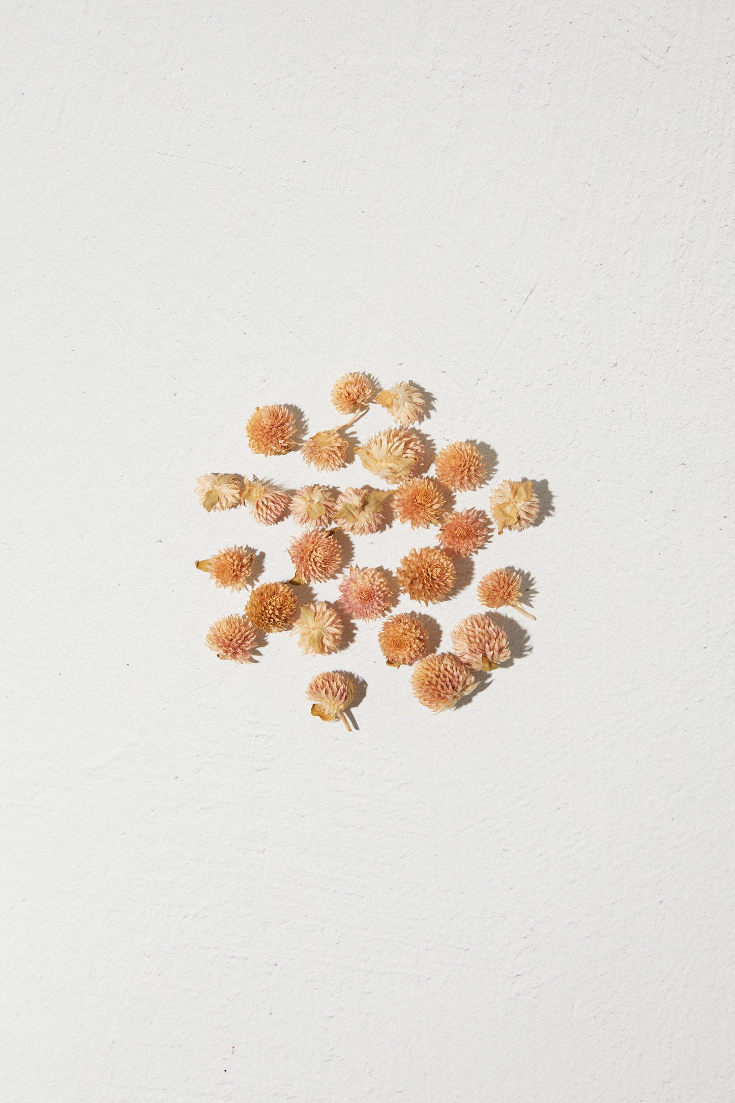 Dried Flower Rounded - Pink