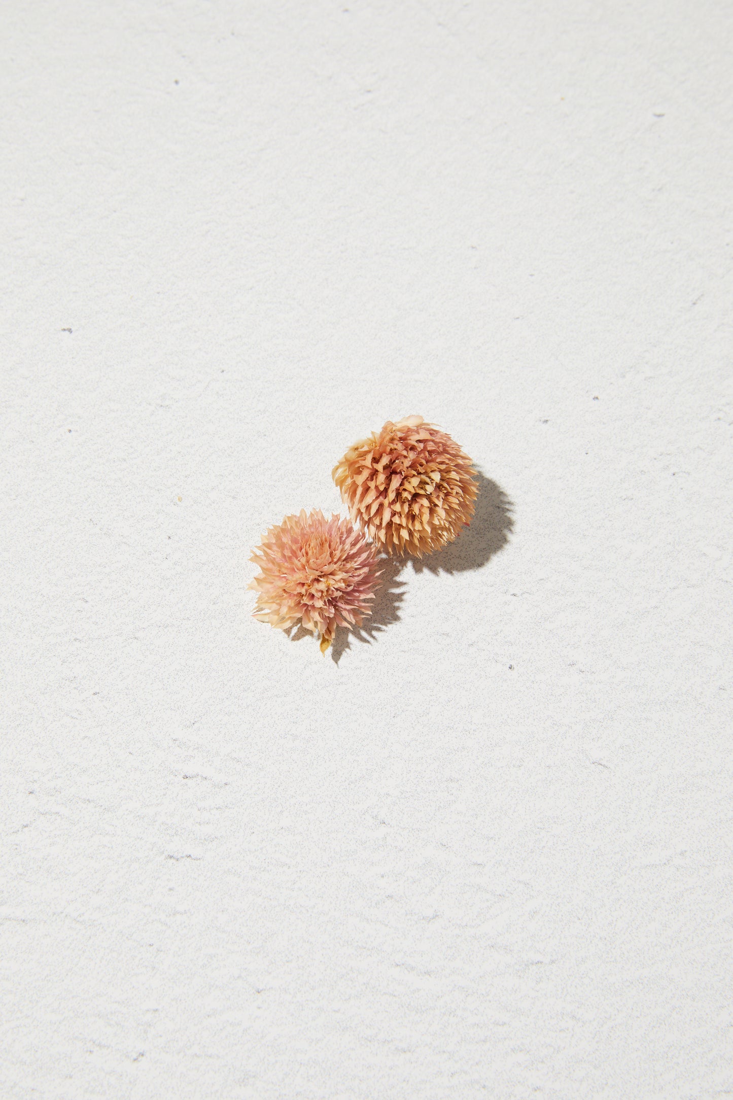 Dried Flower Rounded - Pink
