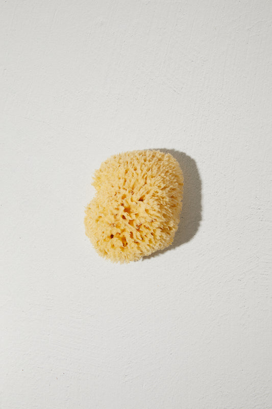 Sea Sponge - Large