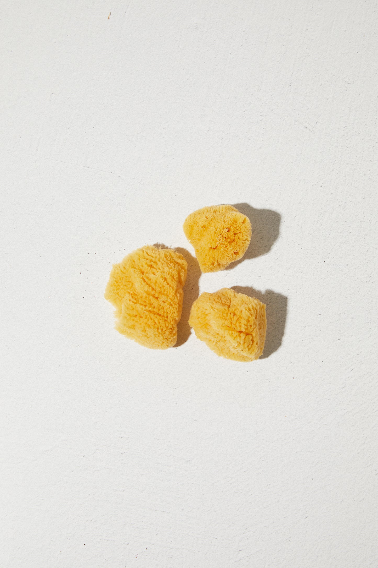 Sea Sponge - Small