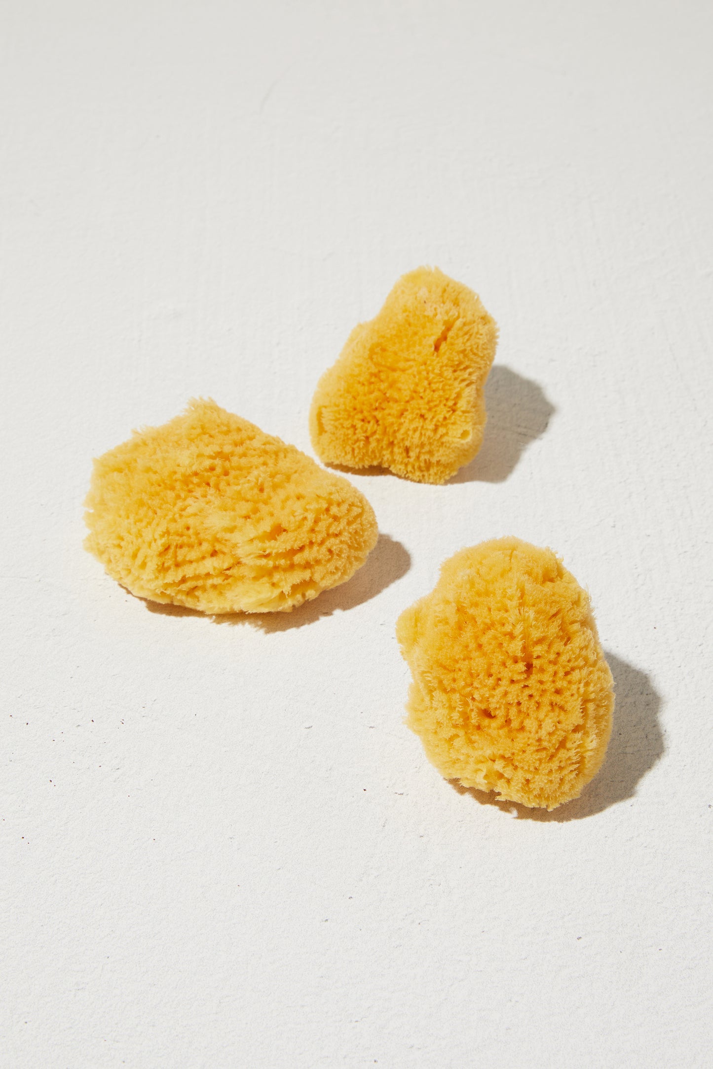 Sea Sponge - Small
