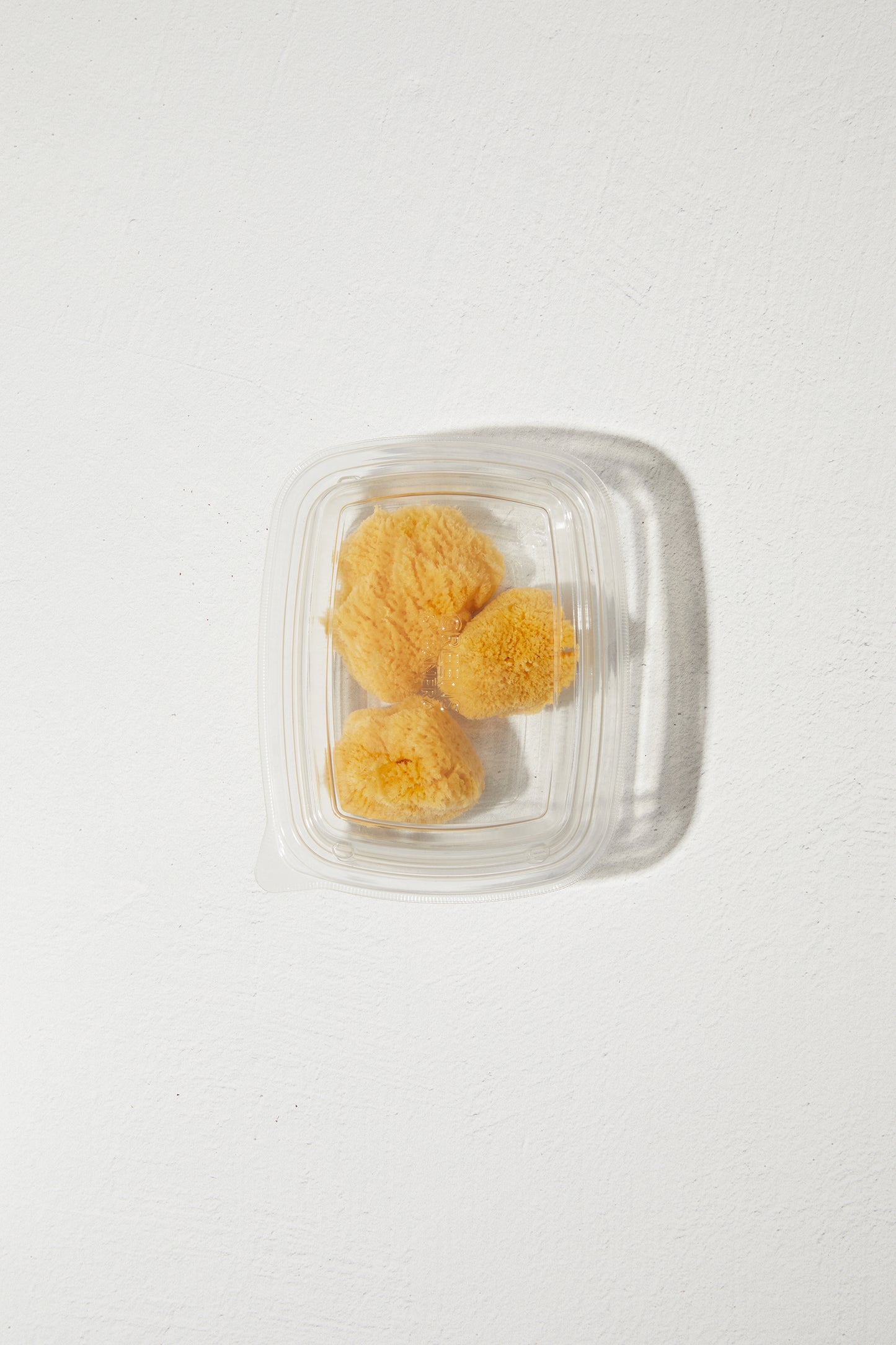 Sea Sponge - Small