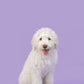 Four Legged Friend - Plain