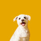 Four Legged Friend - Plain