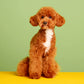 Four Legged Friend - Plain